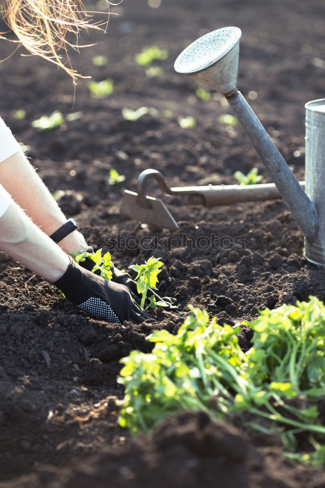 Similar – Planting potatoes in small bio garden