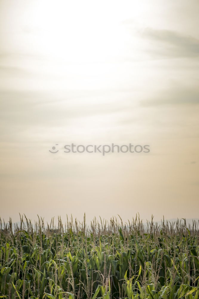 Similar – Foto Bild maisfeld Umwelt Natur