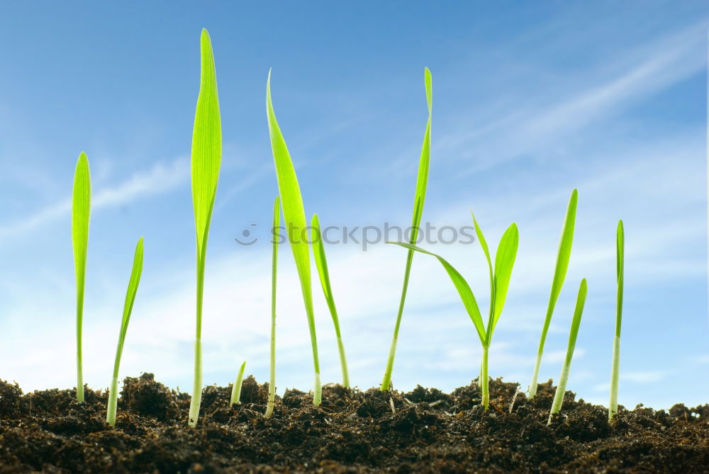 Similar – Image, Stock Photo blades of grass in the sky :-)