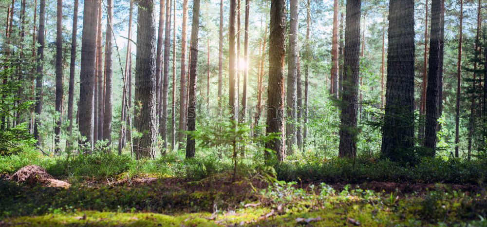 Similar – Foto Bild Lichtschneise Wald Winter