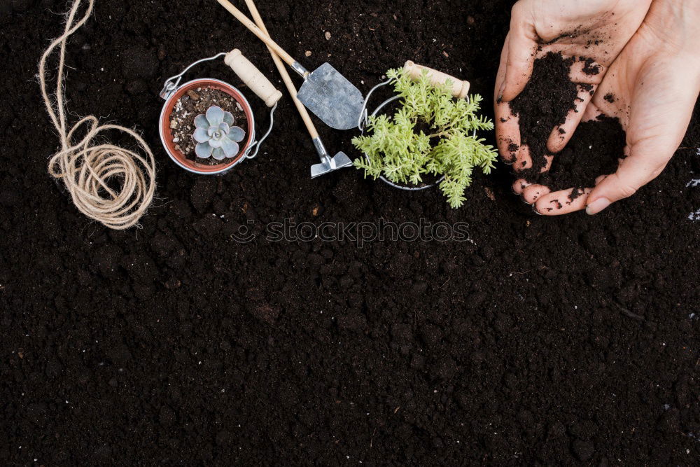 Planting potatoes