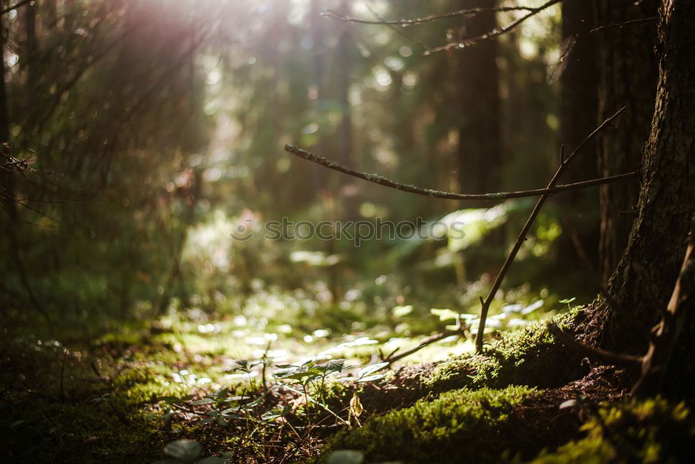 Image, Stock Photo fairytale forest