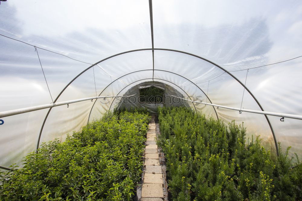 Strawberries in green house.