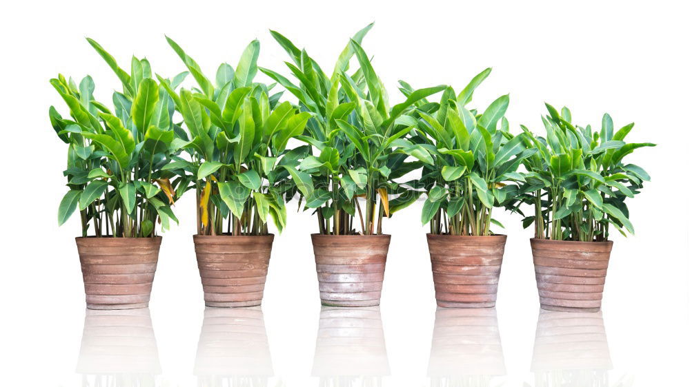 Similar – flowerpots Plant Spring