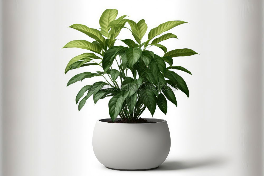 Similar – vase Decoration Plant