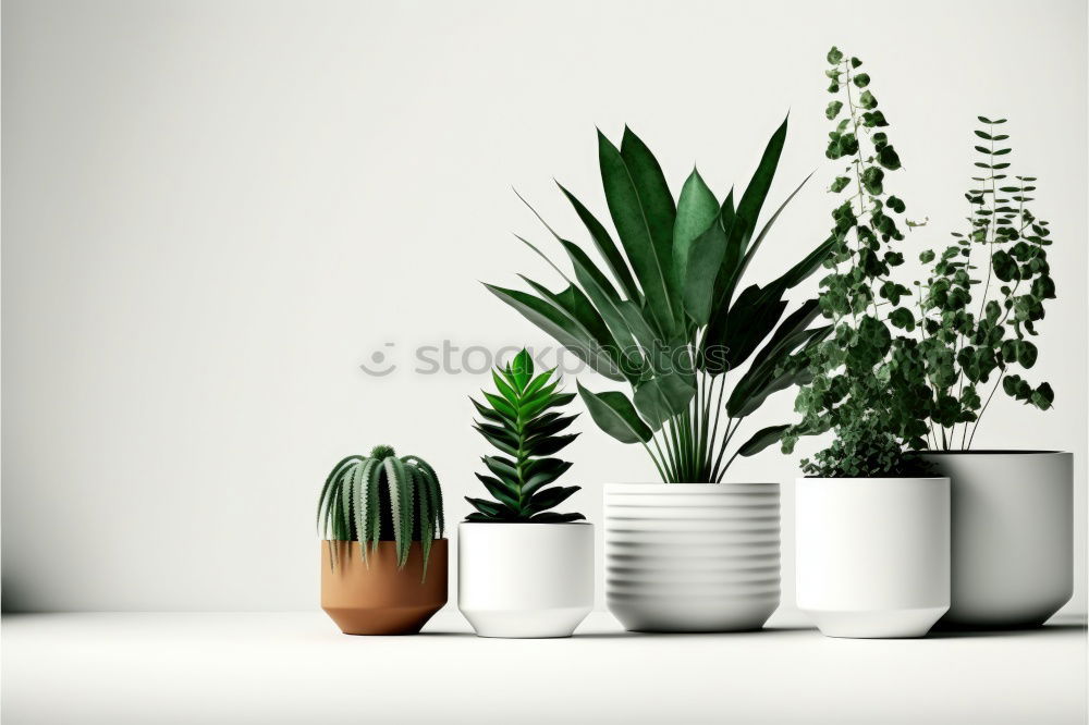 Similar – Image, Stock Photo Succulent houseplants in flower pots