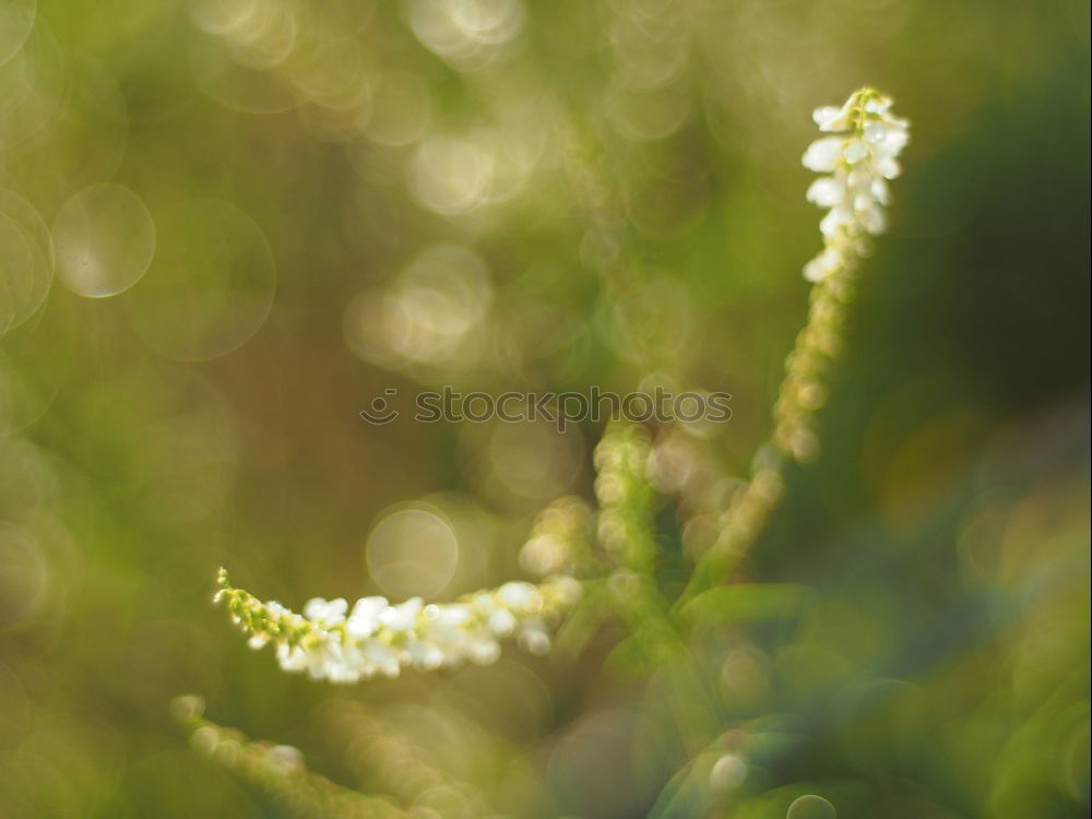 Similar – Image, Stock Photo grass Grass Light Green