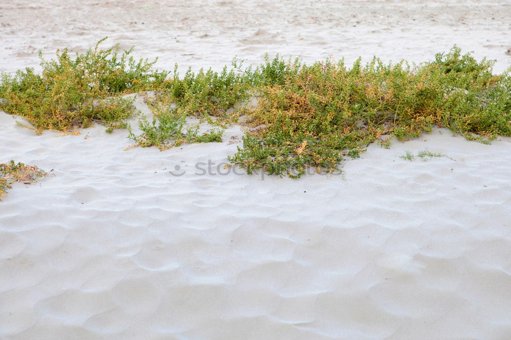 Image, Stock Photo run sand Blade of grass