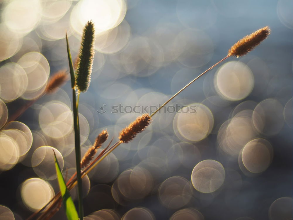 Similar – Image, Stock Photo dry star Environment