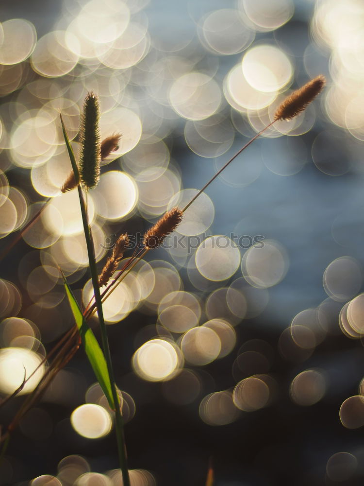 Similar – Image, Stock Photo waiting for spring Flower