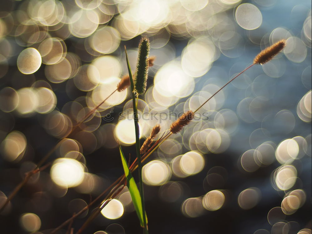 Similar – Image, Stock Photo Autumn Leaf II Nature