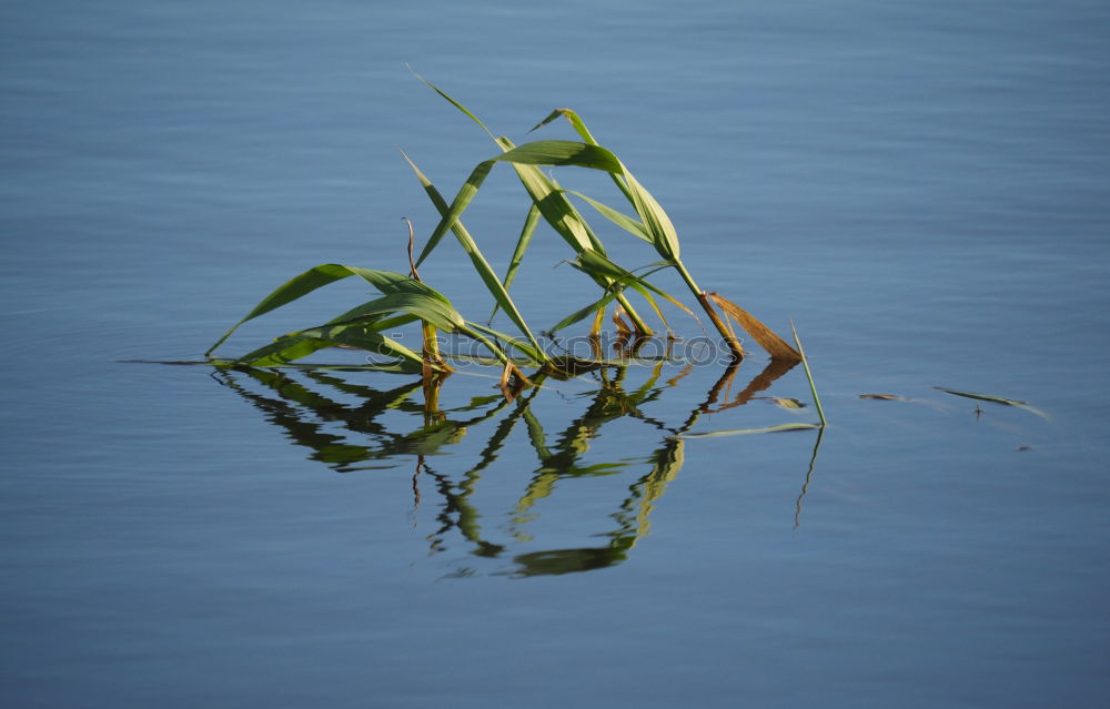 Similar – Image, Stock Photo paddles Nature Water