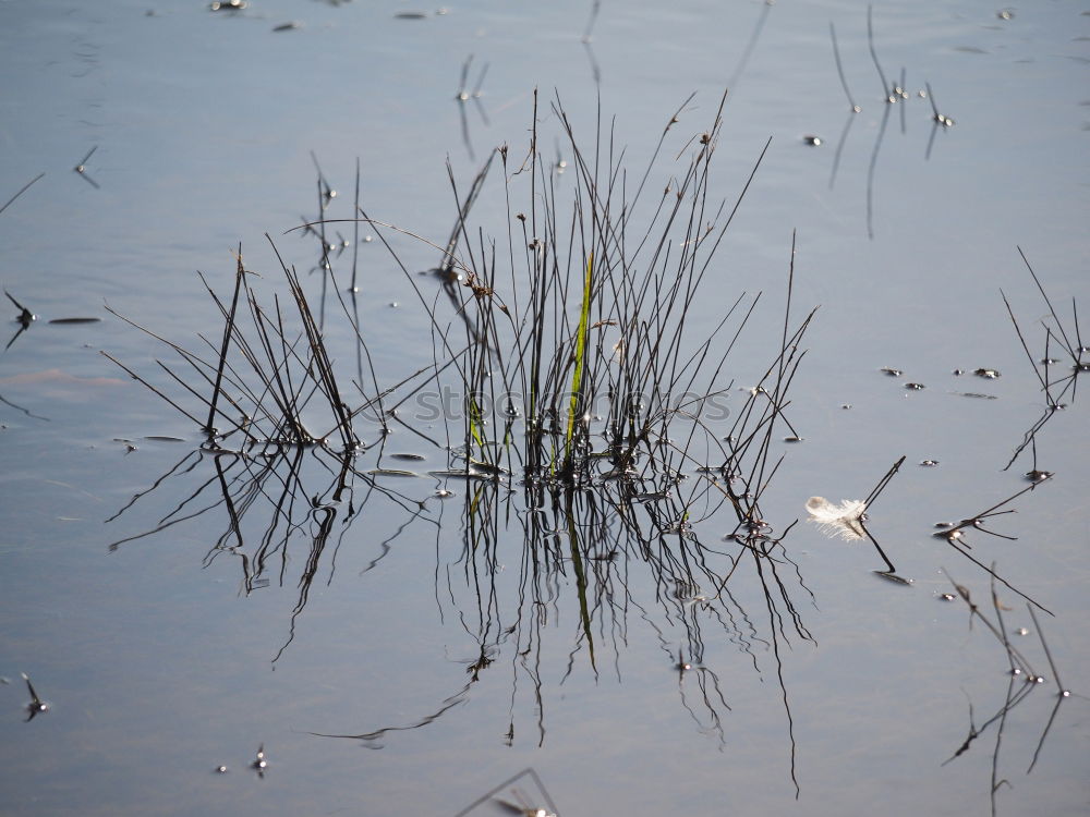 snakes Water Winter Plant