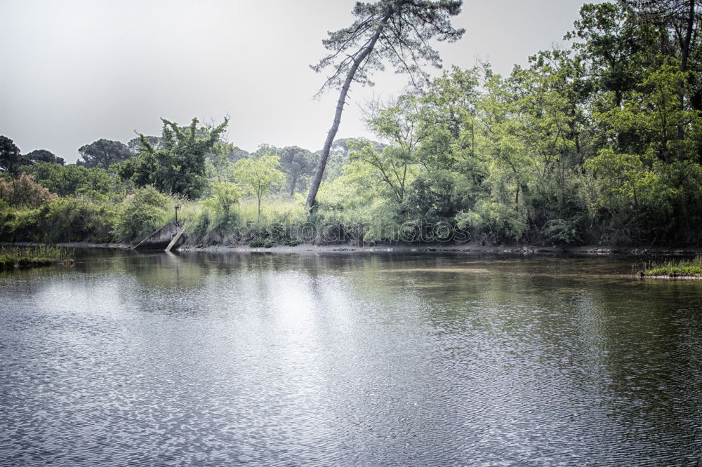 Similar – Weißensee Umwelt Natur