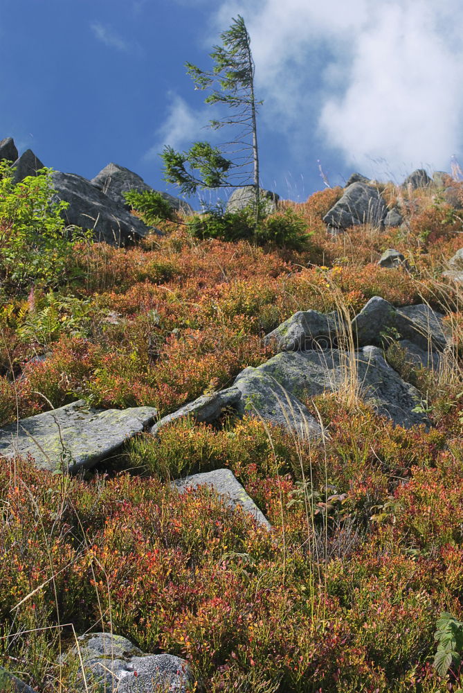 Similar – Image, Stock Photo Autumn Hiking