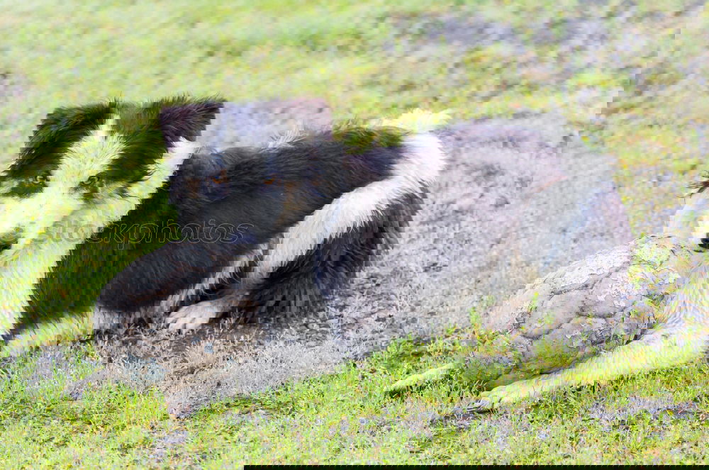 Similar – Image, Stock Photo Full snout Animal Grass