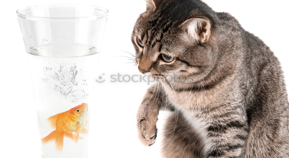 Similar – Image, Stock Photo Thirsty cats Beverage