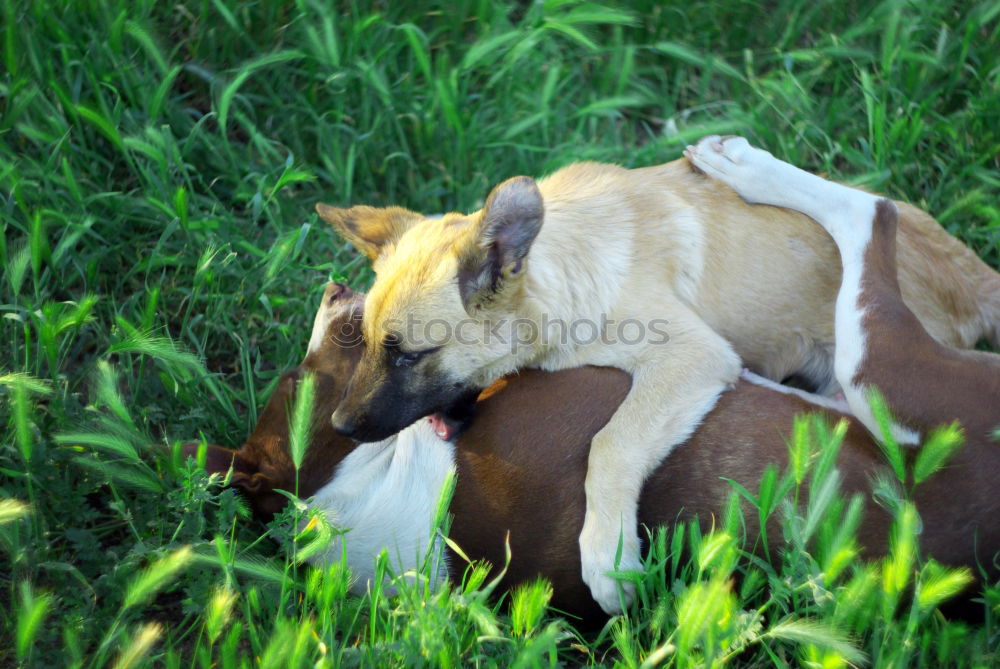 Similar – Image, Stock Photo round table Pet Dog