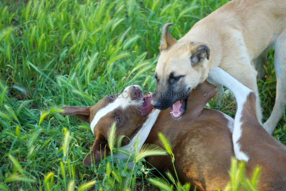 Similar – Image, Stock Photo round table Pet Dog