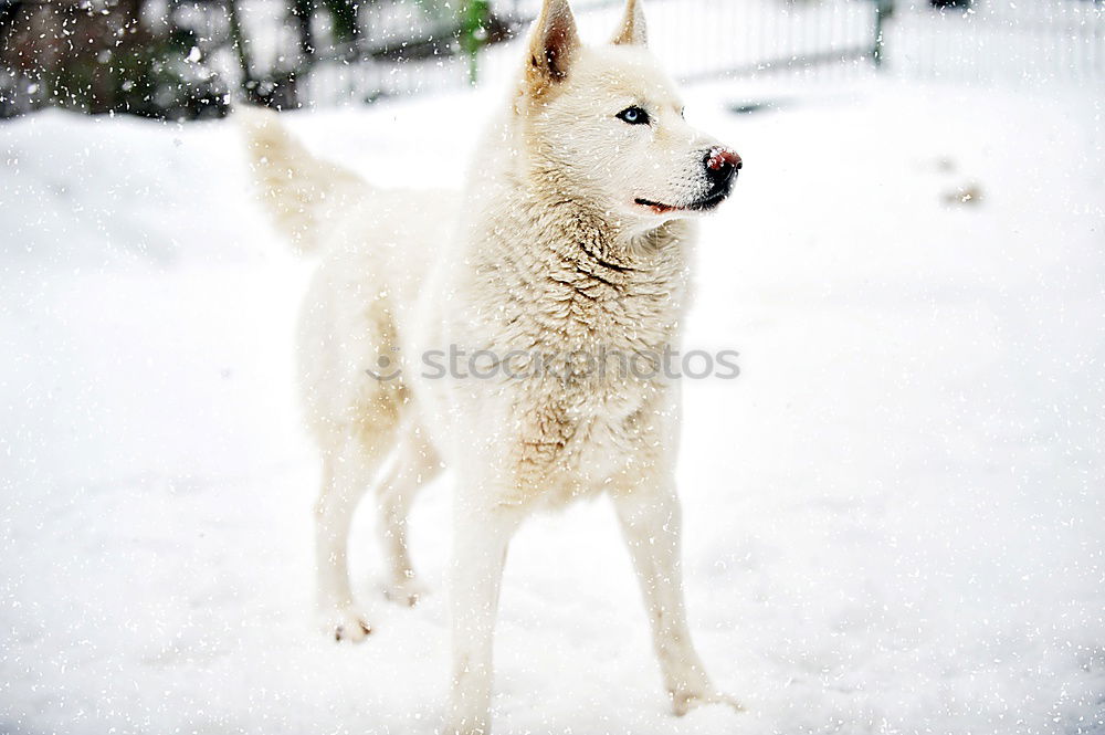 Similar – Image, Stock Photo Wild Dog 01 Nature Winter