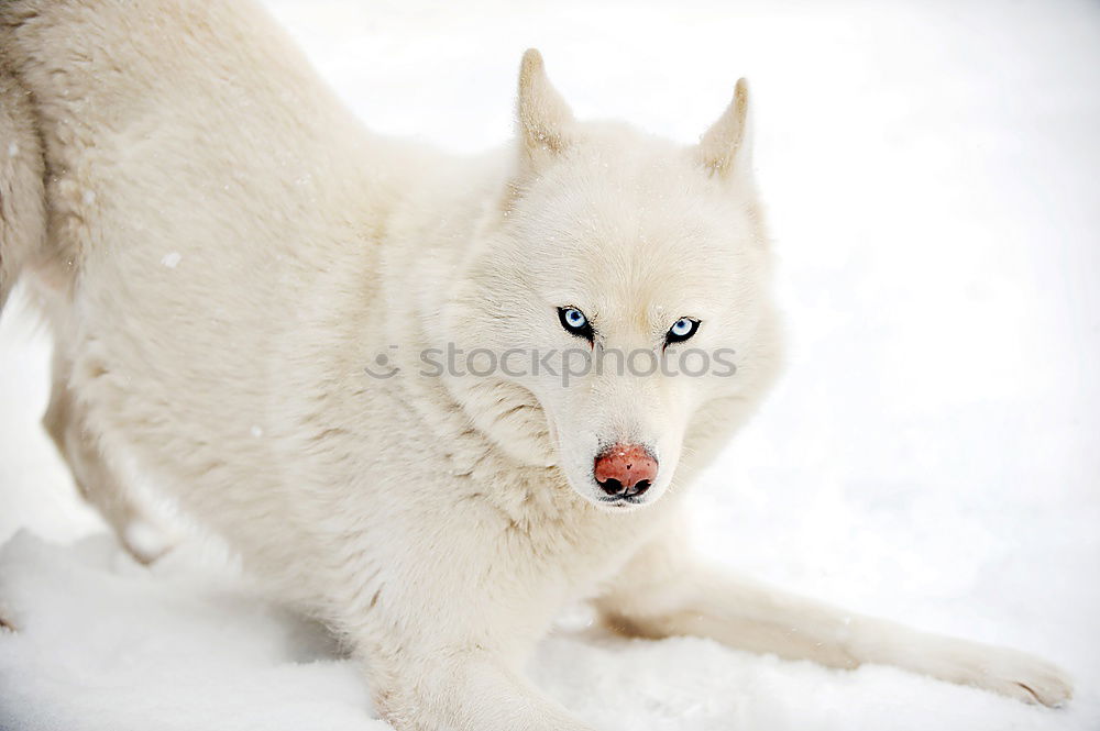 Similar – Image, Stock Photo Sled dog in Greenland