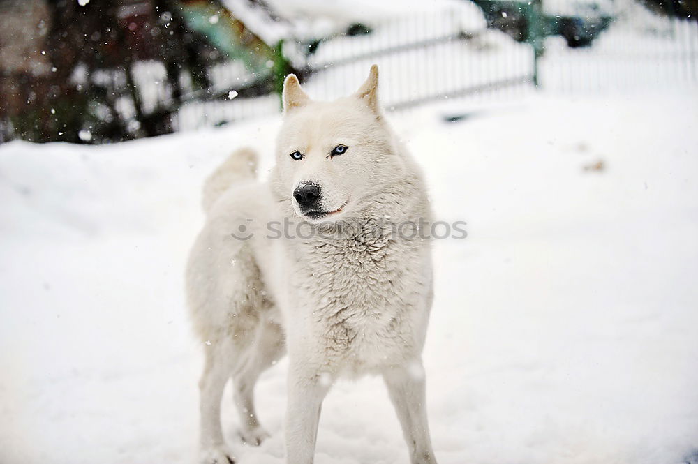 Similar – Image, Stock Photo All In Animal Dog 1 Old