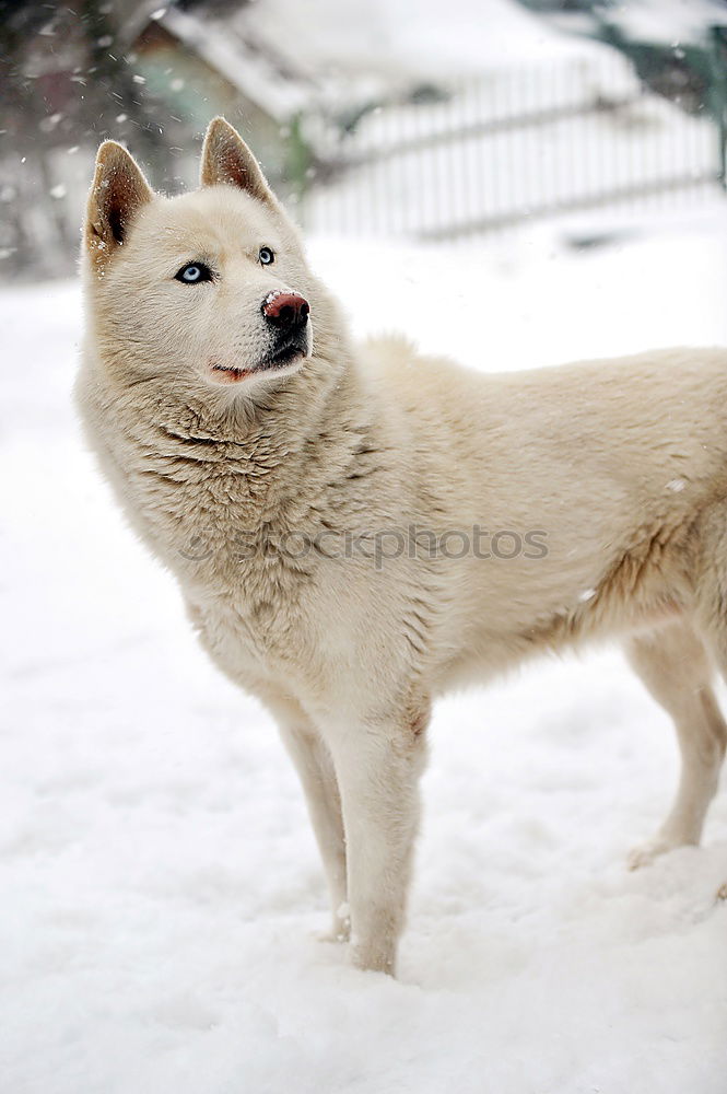 Similar – Image, Stock Photo Alaskan; Malamut; Animal