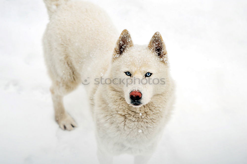 Similar – Image, Stock Photo Sled dog in Greenland