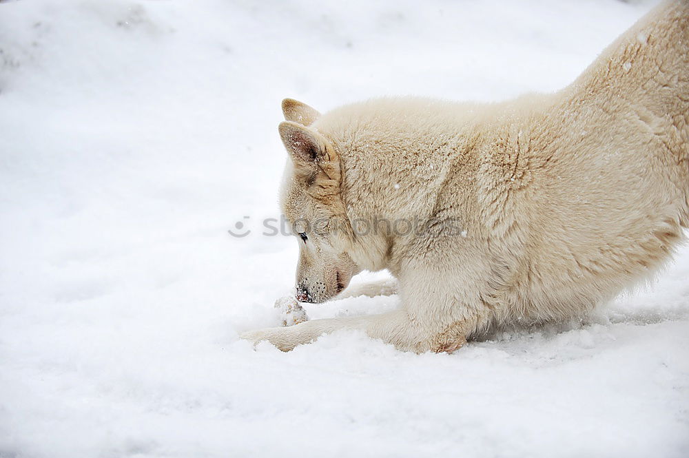 Similar – Image, Stock Photo Wild Dog 01 Nature Winter