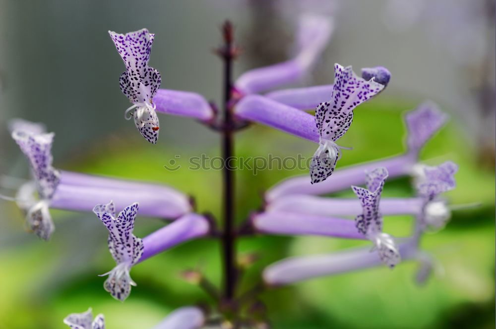 Similar – Blue flower Blossom Detail