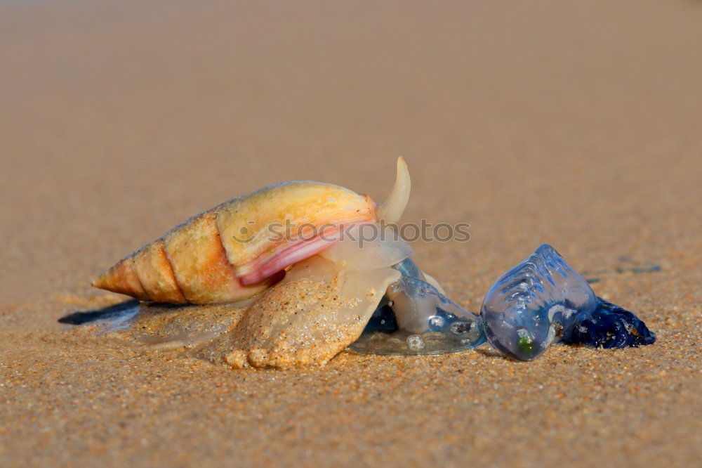 Similar – Lizard in the sand in Gobi desert, China