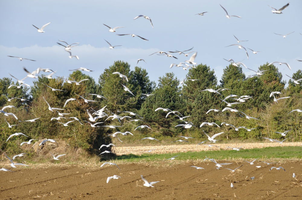 Similar – Foto Bild birds above cornfield Tier