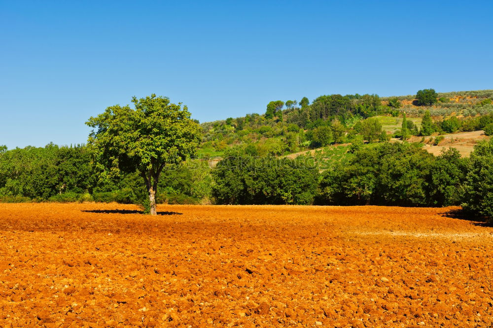 Similar – olive trees