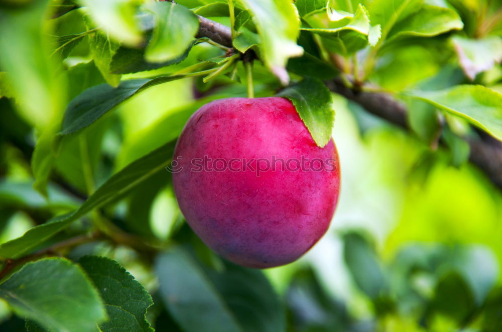 Similar – Image, Stock Photo soon… Fruit Apple Autumn