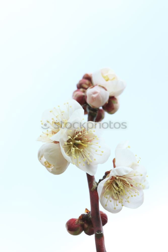 Similar – Image, Stock Photo spring fever Blossom Plant