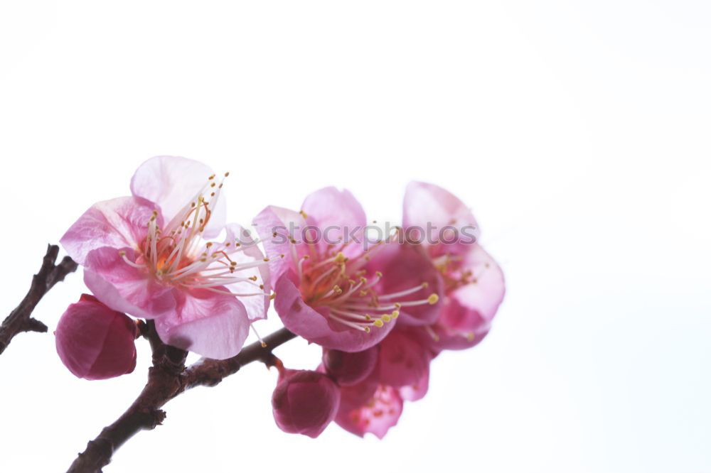 Similar – Image, Stock Photo pinkflowers Pink Blossom