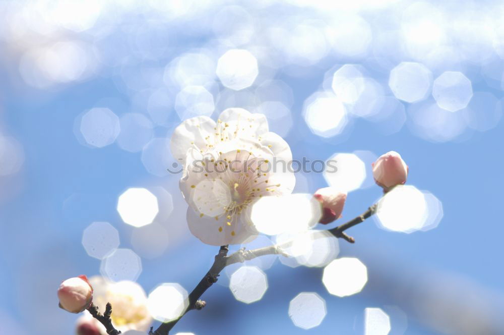 Similar – spring Blossom