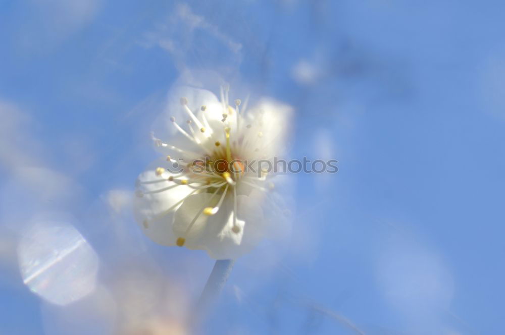 Similar – Hummel im Quadrat Natur