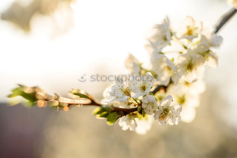 Similar – spring lights blossoms Sun