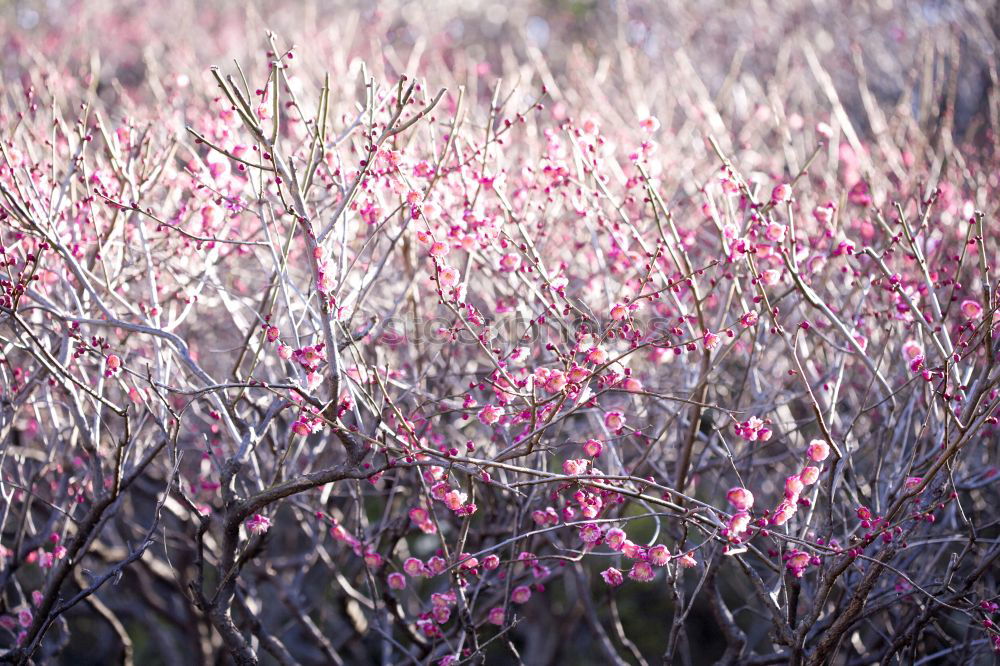 Similar – [600] Natural colours of the heather in Scotland