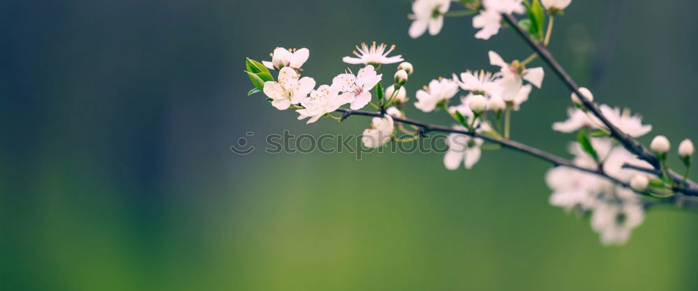 Similar – Käferleben Blume grün