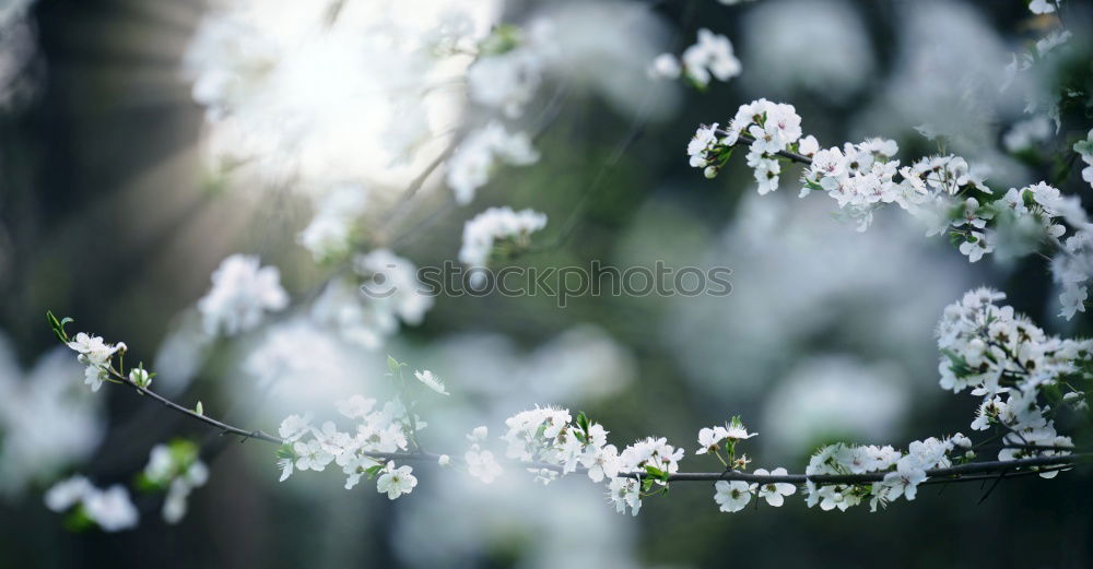 Similar – ice bloom Nature Spring