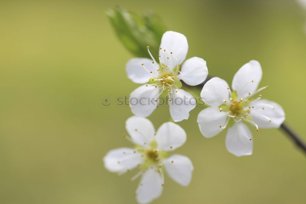 Similar – Image, Stock Photo spring Environment Nature