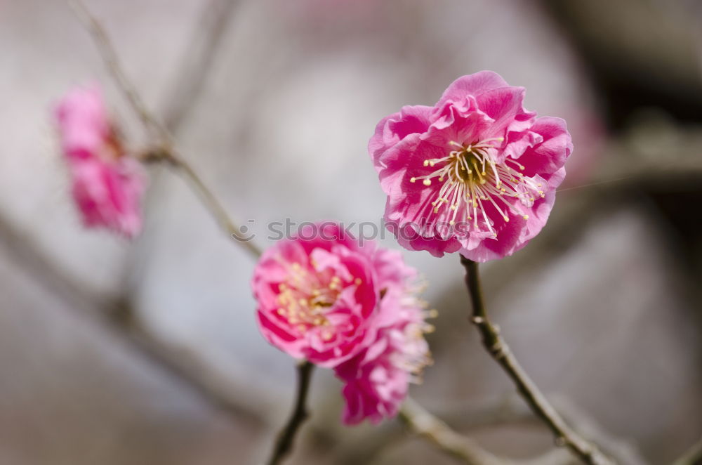 Similar – Image, Stock Photo Spring I Nature Plant