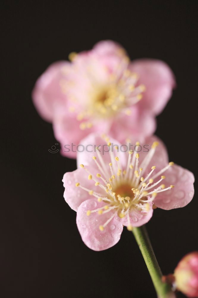 Similar – Image, Stock Photo poppy seed