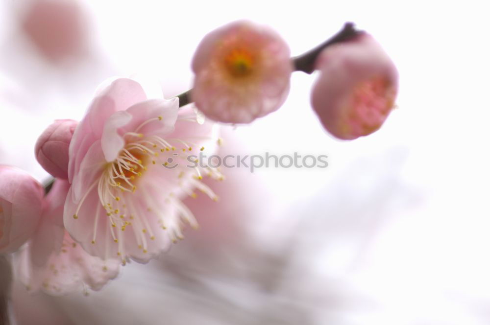 Similar – Image, Stock Photo spring fever Blossom Plant