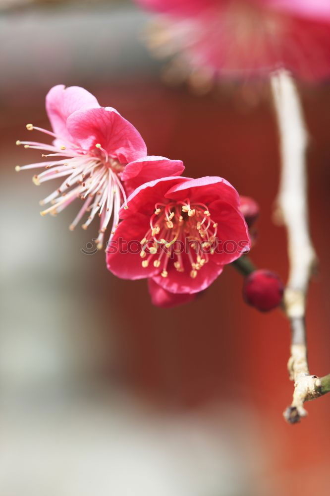 Similar – Blüm’schen Flower Growth