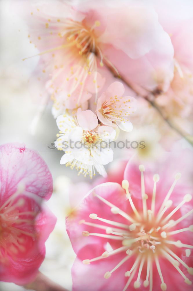 Similar – Image, Stock Photo Tulips picturesque decorative