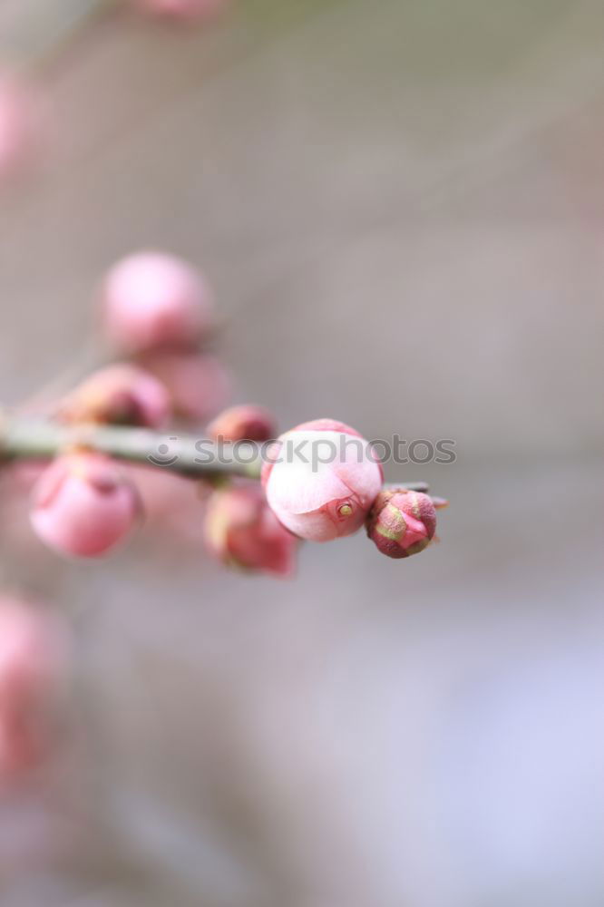 Image, Stock Photo Spring I Nature Plant