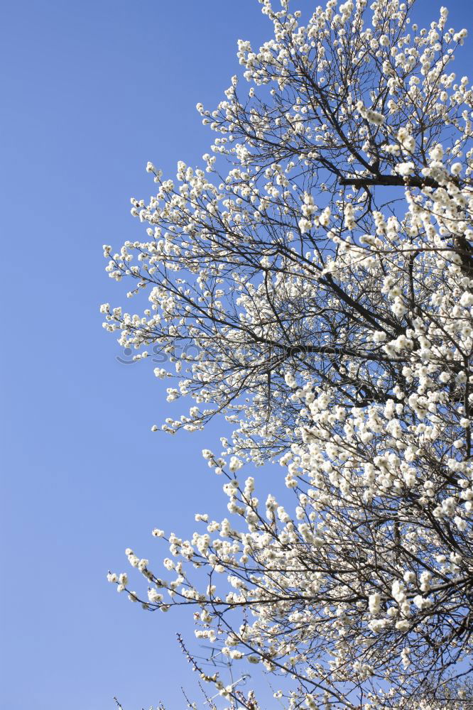 Similar – Foto Bild für Bèla Ausflug Winter